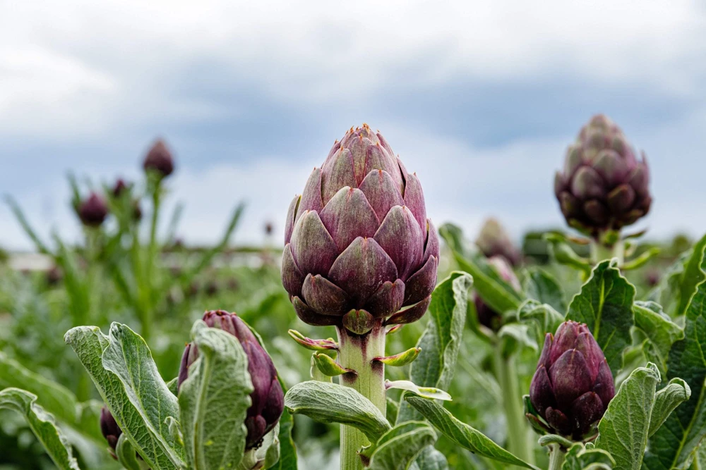 50 Purple Romagna Artichoke Seeds - Italian Cynara Scolymus Vegetable Seeds - Image 11