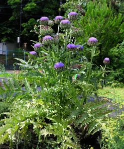 50 Purple Romagna Artichoke Seeds - Italian Cynara Scolymus Vegetable Seeds - Image 12