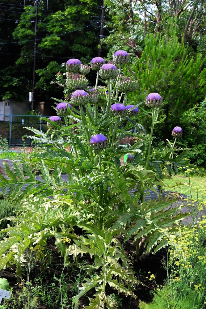 50 Purple Romagna Artichoke Seeds - Italian Cynara Scolymus Vegetable Seeds - Image 12