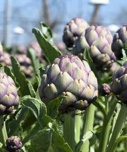 50 Purple Romagna Artichoke Seeds - Italian Cynara Scolymus Vegetable Seeds - Image 2