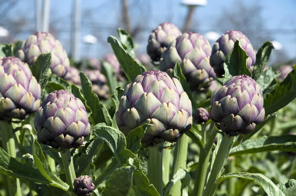 50 Purple Romagna Artichoke Seeds - Italian Cynara Scolymus Vegetable Seeds - Image 2