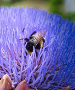 50 Purple Romagna Artichoke Seeds - Italian Cynara Scolymus Vegetable Seeds - Image 3