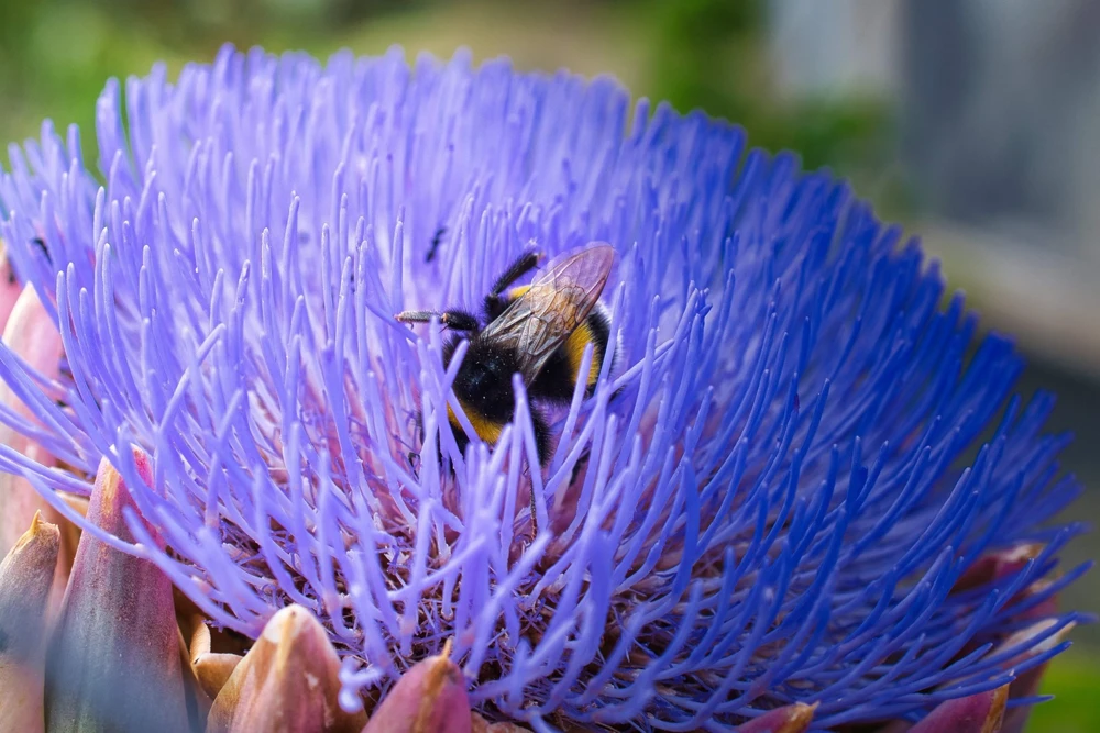 50 Purple Romagna Artichoke Seeds - Italian Cynara Scolymus Vegetable Seeds - Image 3