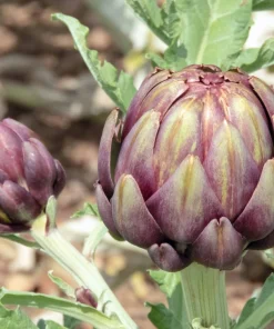 50 Purple Romagna Artichoke Seeds - Italian Cynara Scolymus Vegetable Seeds - Image 4
