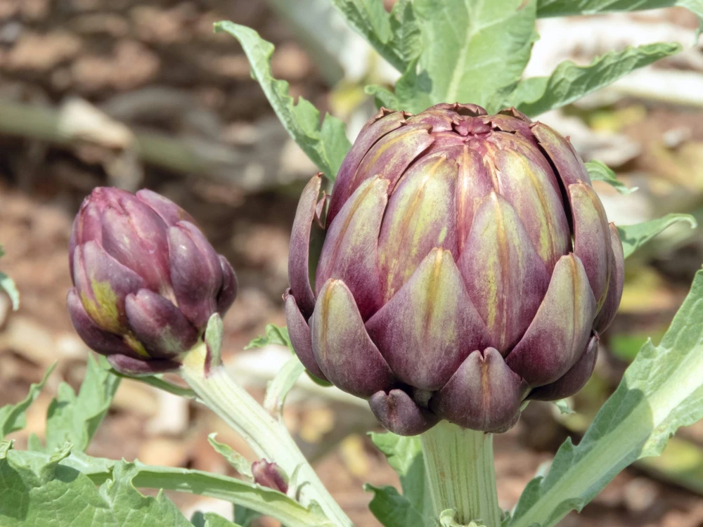 50 Purple Romagna Artichoke Seeds - Italian Cynara Scolymus Vegetable Seeds - Image 4