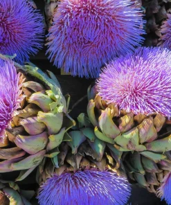50 Purple Romagna Artichoke Seeds - Italian Cynara Scolymus Vegetable Seeds - Image 5