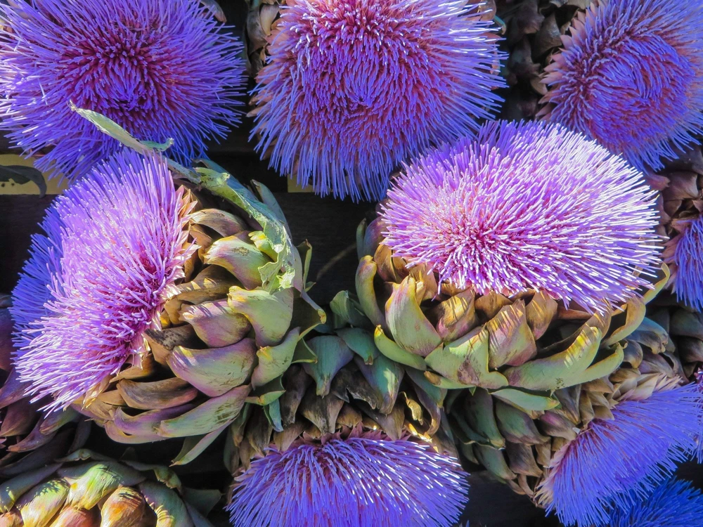 50 Purple Romagna Artichoke Seeds - Italian Cynara Scolymus Vegetable Seeds - Image 5