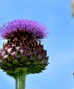 50 Purple Romagna Artichoke Seeds - Italian Cynara Scolymus Vegetable Seeds - Image 6