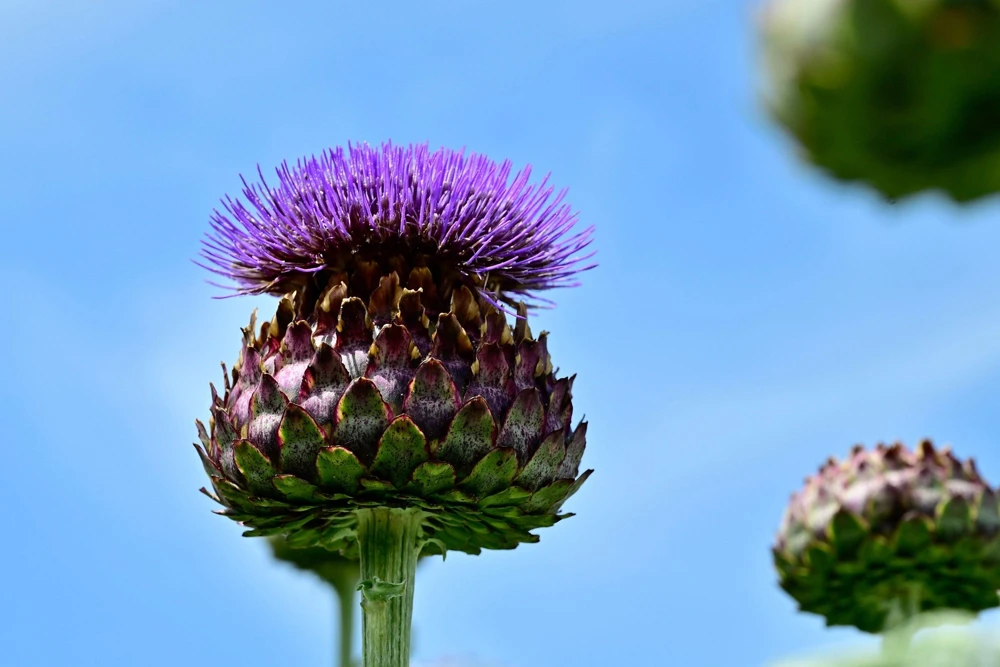 50 Purple Romagna Artichoke Seeds - Italian Cynara Scolymus Vegetable Seeds - Image 6