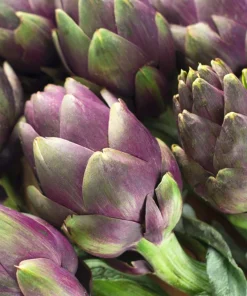 50 Purple Romagna Artichoke Seeds - Italian Cynara Scolymus Vegetable Seeds - Image 8