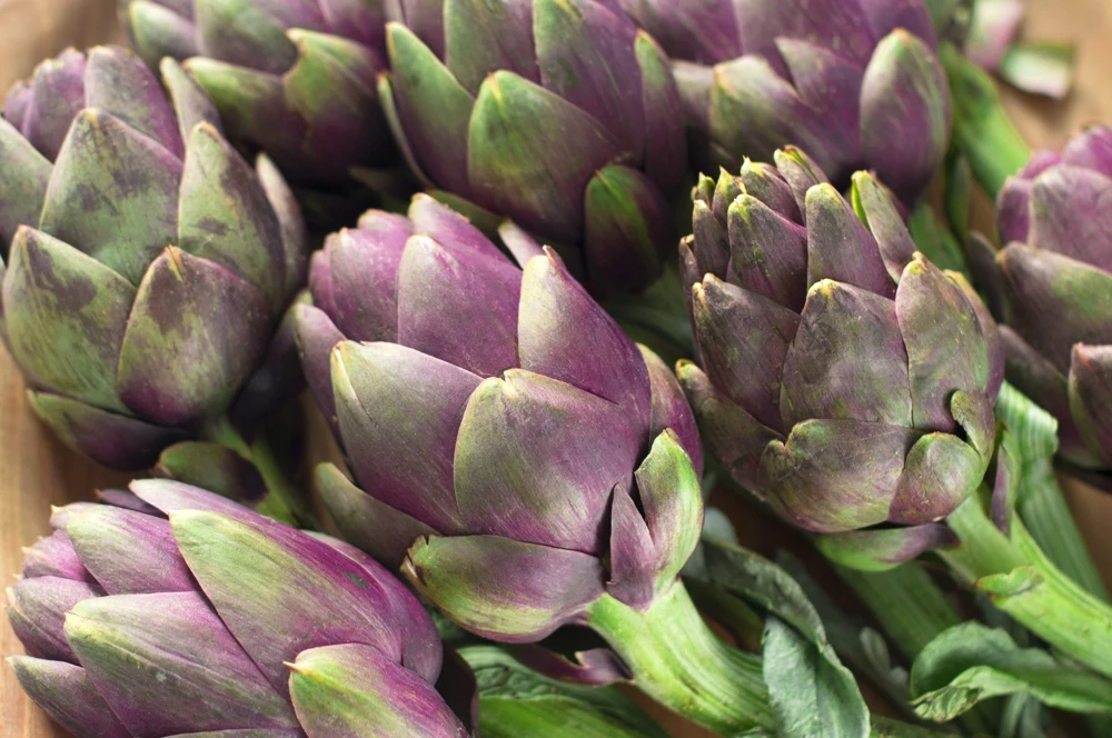 50 Purple Romagna Artichoke Seeds - Italian Cynara Scolymus Vegetable Seeds - Image 8