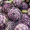 50 Purple Romagna Artichoke Seeds - Italian Cynara Scolymus Vegetable Seeds - Image 1
