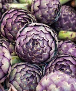 50 Purple Romagna Artichoke Seeds - Italian Cynara Scolymus Vegetable Seeds - Image 1