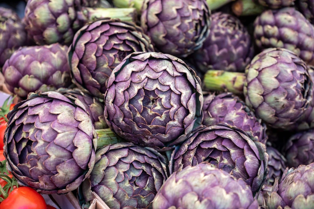 50 Purple Romagna Artichoke Seeds - Italian Cynara Scolymus Vegetable Seeds - Image 1