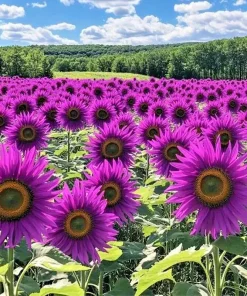 50 Purple Sunflower Seeds - 'Violet Glow' Annual Flower Seeds, Outdoor, Full Sun - Image 1
