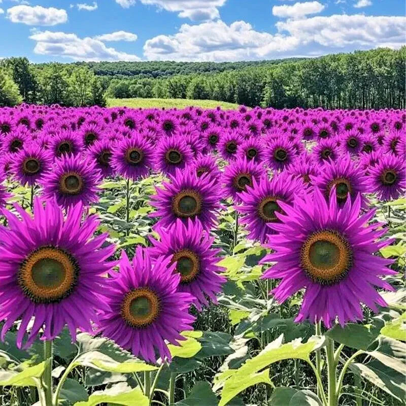 50 Purple Sunflower Seeds - 'Violet Glow' Annual Flower Seeds, Outdoor, Full Sun - Image 1