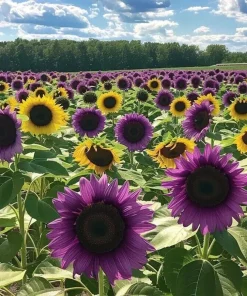 50 Purple Sunflower Seeds - 'Violet Glow' Annual Flower Seeds, Outdoor, Full Sun - Image 2