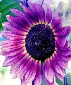 50 Purple Sunflower Seeds - 'Violet Glow' Annual Flower Seeds, Outdoor, Full Sun - Image 3