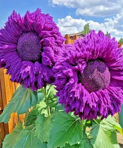 50 Purple Teddy Bear Sunflower Seeds - Rare Enchanting Giant Helianthus Seeds, Annual, Outdoor - Image 2