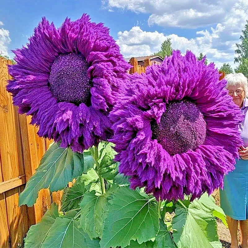 50 Purple Teddy Bear Sunflower Seeds - Rare Enchanting Giant Helianthus Seeds, Annual, Outdoor - Image 2