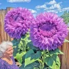 50 Purple Teddy Bear Sunflower Seeds - Rare Enchanting Giant Helianthus Seeds, Annual, Outdoor - Image 1
