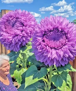 50 Purple Teddy Bear Sunflower Seeds - Rare Enchanting Giant Helianthus Seeds, Annual, Outdoor - Image 1