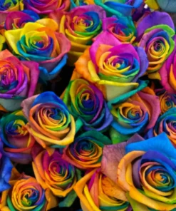 50 Rainbow Rose Flower Seeds - Multicolor Perennial Garden Plants - Image 2