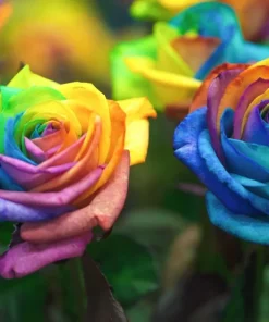 50 Rainbow Rose Flower Seeds - Multicolor Perennial Garden Plants - Image 3