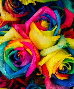 50 Rainbow Rose Flower Seeds - Multicolor Perennial Garden Plants - Image 4