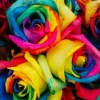 50 Rainbow Rose Flower Seeds - Multicolor Perennial Garden Plants - Image 1