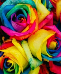 50 Rainbow Rose Flower Seeds - Multicolor Perennial Garden Plants - Image 1