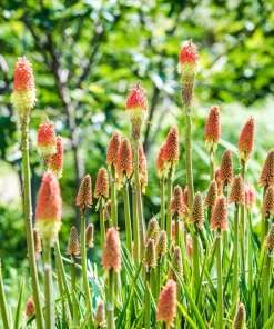 50 Red Hot Poker / Torch Lily Seeds - Kniphofia Uvaria Flower Seeds - Image 10