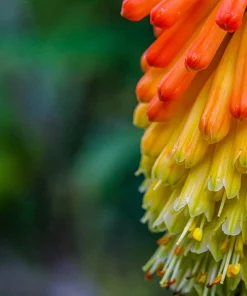 50 Red Hot Poker / Torch Lily Seeds - Kniphofia Uvaria Flower Seeds - Image 11