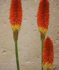 50 Red Hot Poker / Torch Lily Seeds - Kniphofia Uvaria Flower Seeds - Image 12