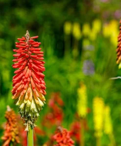 50 Red Hot Poker / Torch Lily Seeds - Kniphofia Uvaria Flower Seeds - Image 13