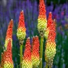 50 Red Hot Poker / Torch Lily Seeds - Kniphofia Uvaria Flower Seeds - Image 1