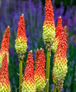 50 Red Hot Poker / Torch Lily Seeds - Kniphofia Uvaria Flower Seeds - Image 1