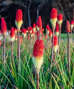50 Red Hot Poker / Torch Lily Seeds - Kniphofia Uvaria Flower Seeds - Image 2