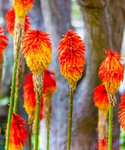 50 Red Hot Poker / Torch Lily Seeds - Kniphofia Uvaria Flower Seeds - Image 3
