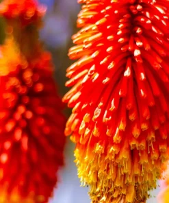50 Red Hot Poker / Torch Lily Seeds - Kniphofia Uvaria Flower Seeds - Image 5