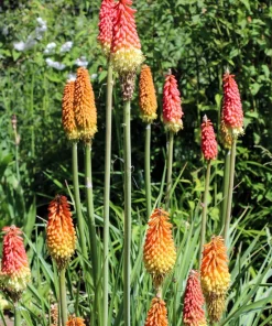 50 Red Hot Poker / Torch Lily Seeds - Kniphofia Uvaria Flower Seeds - Image 6