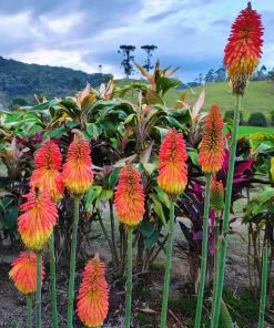 50 Red Hot Poker / Torch Lily Seeds - Kniphofia Uvaria Flower Seeds - Image 7