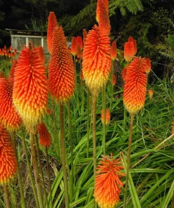 50 Red Hot Poker / Torch Lily Seeds - Kniphofia Uvaria Flower Seeds - Image 8