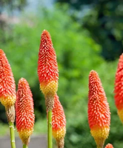 50 Red Hot Poker / Torch Lily Seeds - Kniphofia Uvaria Flower Seeds - Image 9