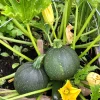50 Round Zucchini Summer Squash Seeds - Cucurbita Pepo Vegetable Seeds - Image 1