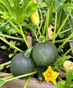 50 Round Zucchini Summer Squash Seeds - Cucurbita Pepo Vegetable Seeds - Image 1
