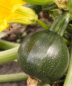 50 Round Zucchini Summer Squash Seeds - Cucurbita Pepo Vegetable Seeds - Image 5