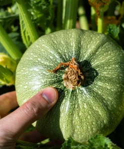 50 Round Zucchini Summer Squash Seeds - Cucurbita Pepo Vegetable Seeds - Image 6