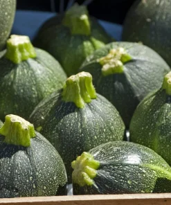 50 Round Zucchini Summer Squash Seeds - Cucurbita Pepo Vegetable Seeds - Image 7