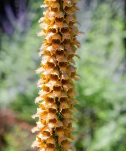 50 Rusty Foxglove Seeds - Digitalis Ferruginea Yellow Herald Hummingbird Flower - Image 10